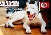Dogo Arjantin-Wildfield Türkiyem çekişili açıklandı!