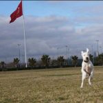 Gökçe Aktunç Güvener