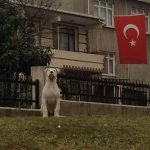 Muhammet Günaydın