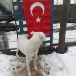 Mustikech Mustikech