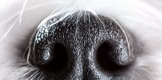 Köpeğimin burnu neden ıslak?
