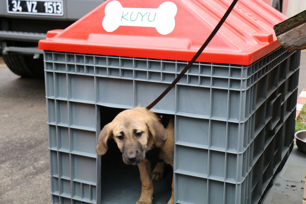 “Kuyu” köpek artık sıcak yuvasında! “Kuyu” köpek artık sıcak yuvasında!