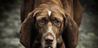 Bir köpek sahiplenmek üzerine… Bir köpek sahiplenmek üzerine...