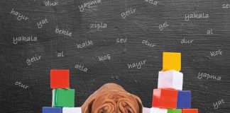 Köpekler ve kelimelere yaklaşımları Köpekler ve kelimelere yaklaşımları