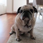 Sevgilerini ayırt etmek mümkün değil- Necmi Yapıcı