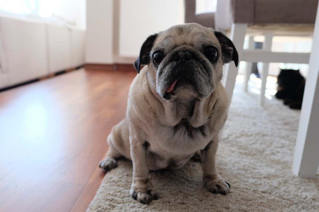 Sevgilerini ayırt etmek mümkün değil- Necmi Yapıcı