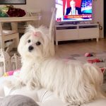 Hayatınıza mutlaka bir pati dokunmalı- Sezin Sürücü