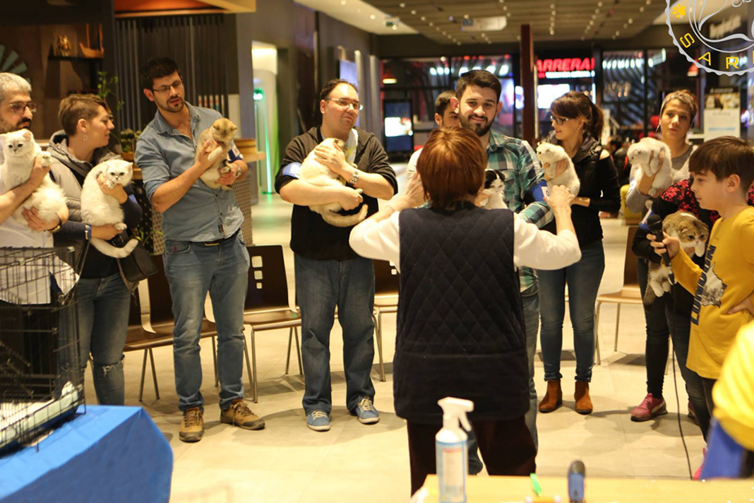 Farmina, Patisaray ile kedi severleri buluşturdu! Farmina, Patisaray ile kedi severleri buluşturdu!