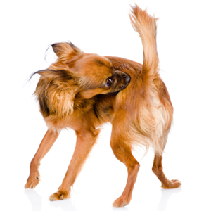 Köpeklerde atopik dermatitis