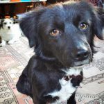 Başımdan eksik olmasın- Hayriye Akçam