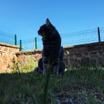 Kör kedi Bıdık yazlıkta!