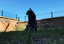 Kör kedi Bıdık yazlıkta! Kör kedi Bıdık yazlıkta!