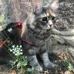 Kör kedi Bıdık yazlıkta!