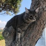 Kör kedi Bıdık yazlıkta!