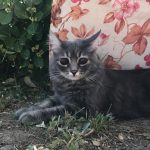 Kör kedi Bıdık yazlıkta!