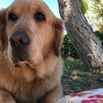 Kör kedi Bıdık yazlıkta!