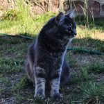 Kör kedi Bıdık yazlıkta!