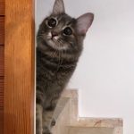 Kör kedi Bıdık yazlıkta!