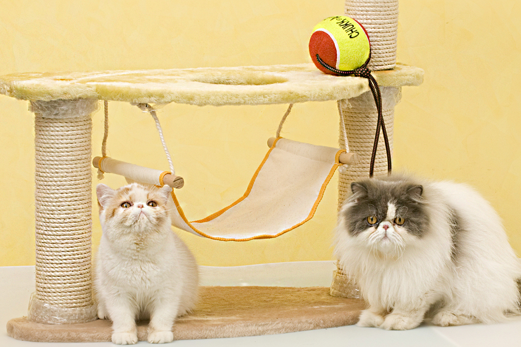 Tırmalama tahtası ve kediler için önemi Tırmalama tahtası ve kediler için önemi