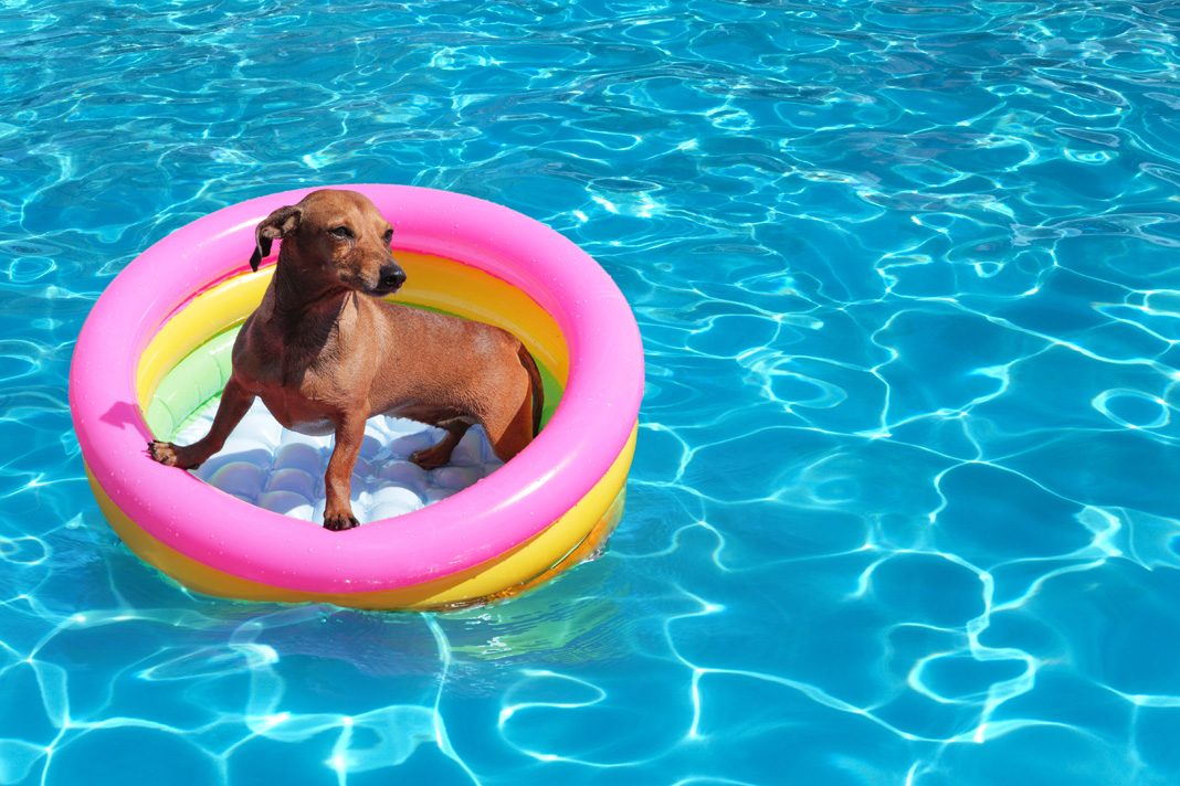 Köpeğiniz için yaz önlemleri almayı unutmayın