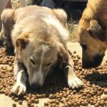 Slimwell sahipsiz hayvanları unutmadı