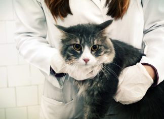 Kedinizi veteriner hekime götürürken işinize yarayacak ipuçları