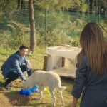 Dizilerde sokak hayvanlarına duyarlılık!