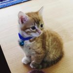 Diego