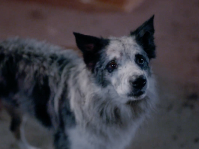 Fi dizisi de hayvan haklarına dikkat çekti!