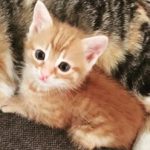 Çıkarsız sevginin tarifi Diego- Tuğba Korkmaz