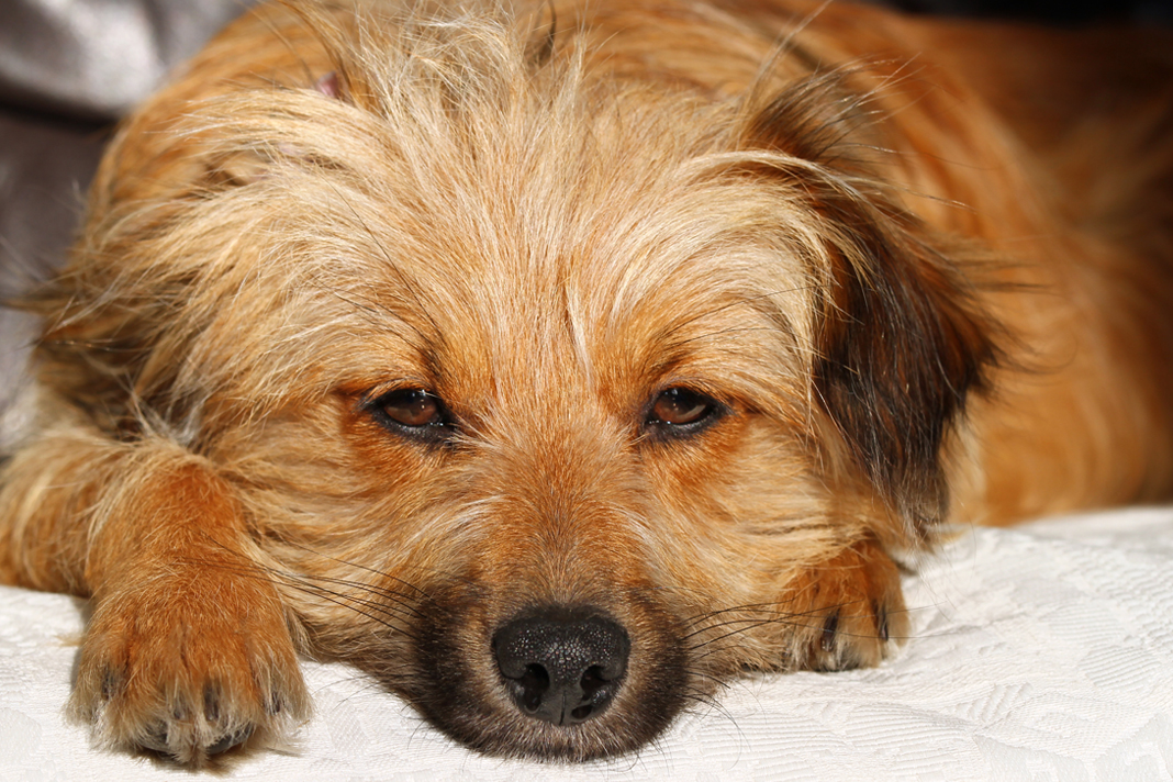 Köpeklerde göz kuruluğu Köpeklerde göz kuruluğu