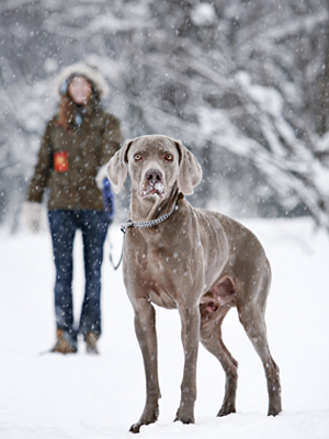 Kış aylarında köpeğiniz için dikkat etmeniz gerekenler