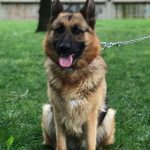 kuba