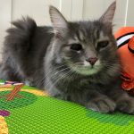 Bıdık’ın bebekle tanışması