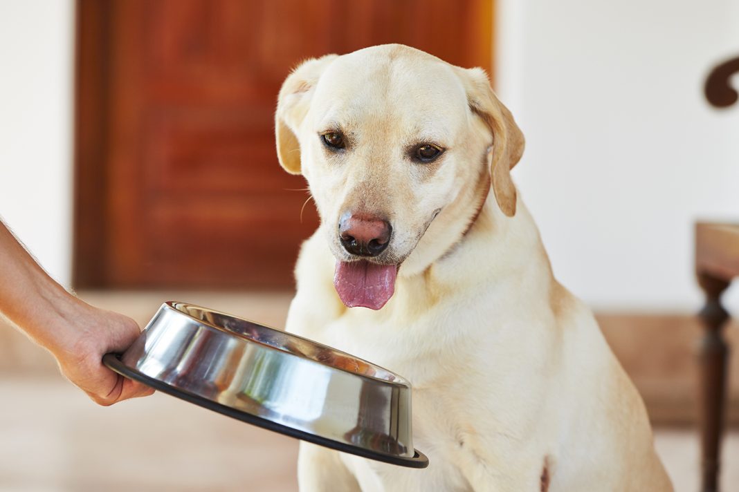 Emziren köpekler nasıl beslenmeli?