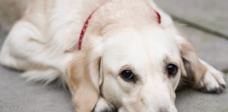 Köpeklerde pyometra Köpeklerde pyometra