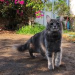 Kör kedi Bıdık Bodrum’da!