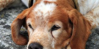 Köpeklerde epilepsi Köpeklerde epilepsi