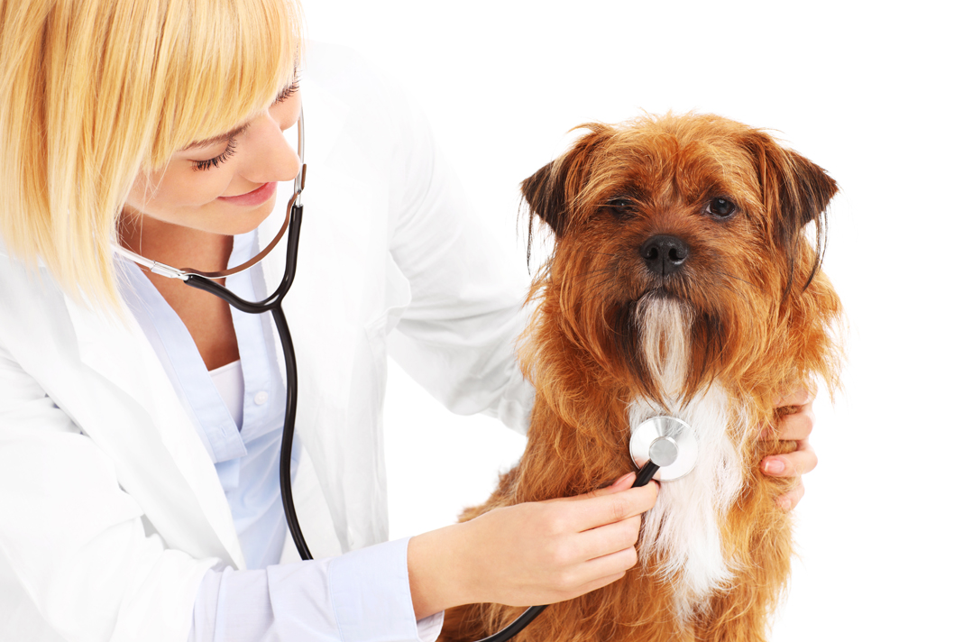 veteriner kalp sorunu Tansiyonu düşürmek için yüksek tansiyon ve baş ağrısı ilaçları