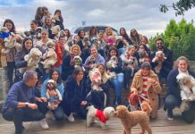 Shih Tzu sahipleri Wuufbox’ta buluştu Shih Tzu sahipleri Wuufbox'ta buluştu