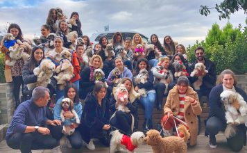 Shih Tzu sahipleri Wuufbox’ta buluştu Shih Tzu sahipleri Wuufbox'ta buluştu