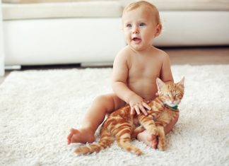 Feline İnfeksiyöz Peritonit (FIP) nedir?