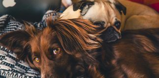 Beşiktaş’ta Evcil Hayvan Ticareti Yasaklanıyor!