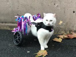 VetGürkan markası engelli hayvanları hayata döndürüyor!