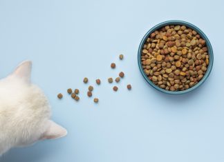 Kedi maması seçiminde dikkat edilmesi gerekenler