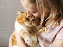 Kediler sahiplerine neredeyse köpekler kadar bağlıymış!